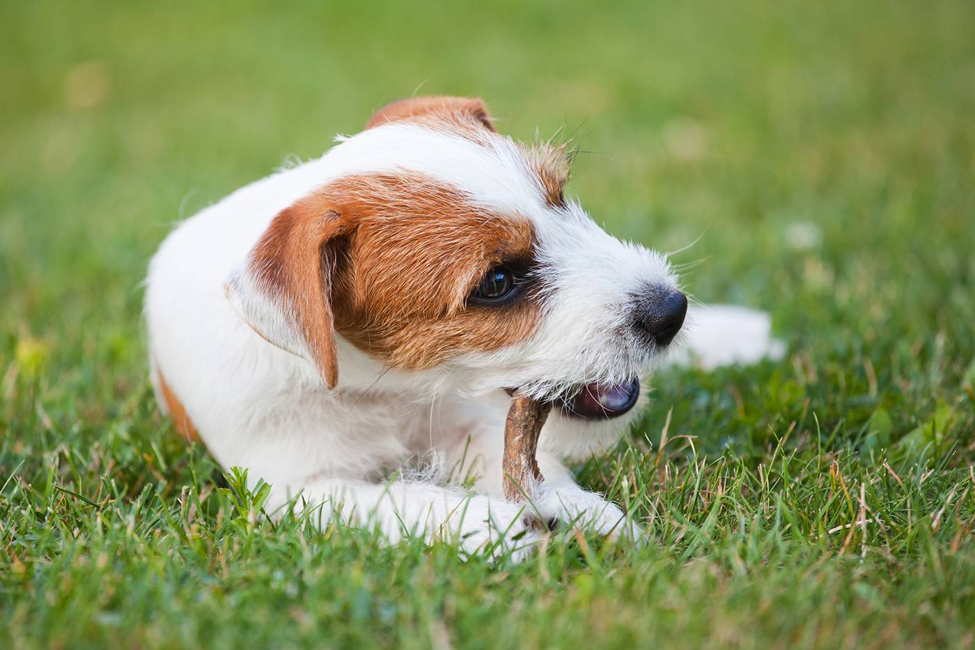 Hundesnacks & Kauartikel