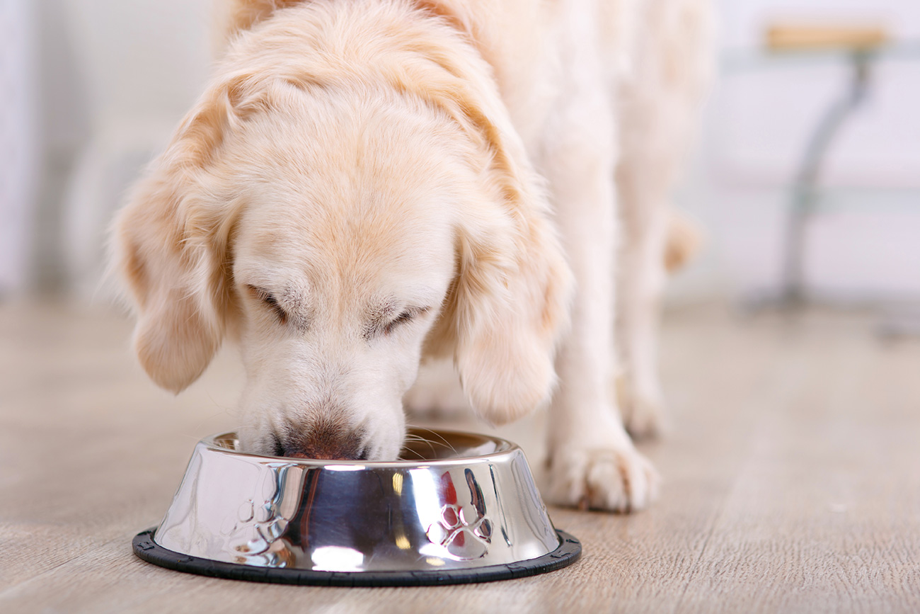 Hundefutter und Futterergänzungen